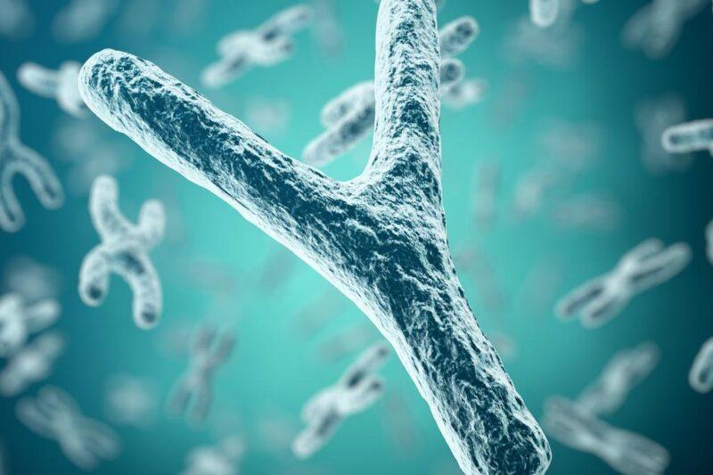 ¿El cromosoma “Y” de los hombres está en peligro de extinción?